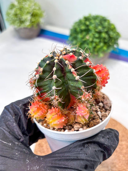 Gymnocalycium "Emerald" (g5) (r1) | Special Hybrid cactus