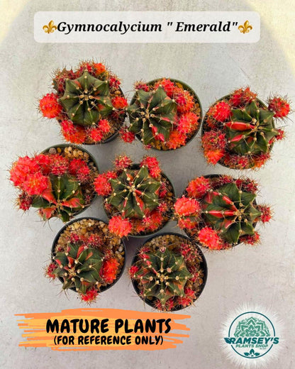 Gymnocalycium "Emerald" (g5) (r1) | Special Hybrid cactus