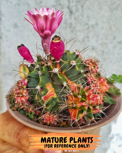 Gymnocalycium "Emerald" (g5) (r1) | Special Hybrid cactus