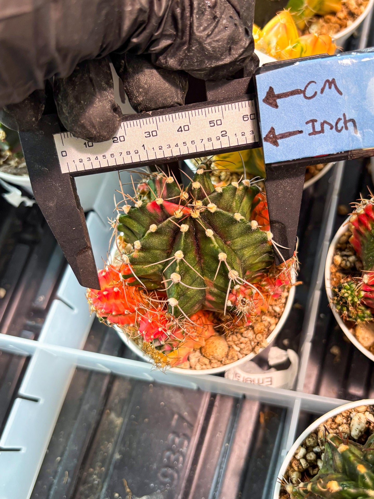 Gymnocalycium "Emerald" (g5) (r1) | Special Hybrid cactus