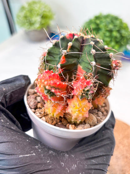 Gymnocalycium "Emerald" (g5) (r1) | Special Hybrid cactus