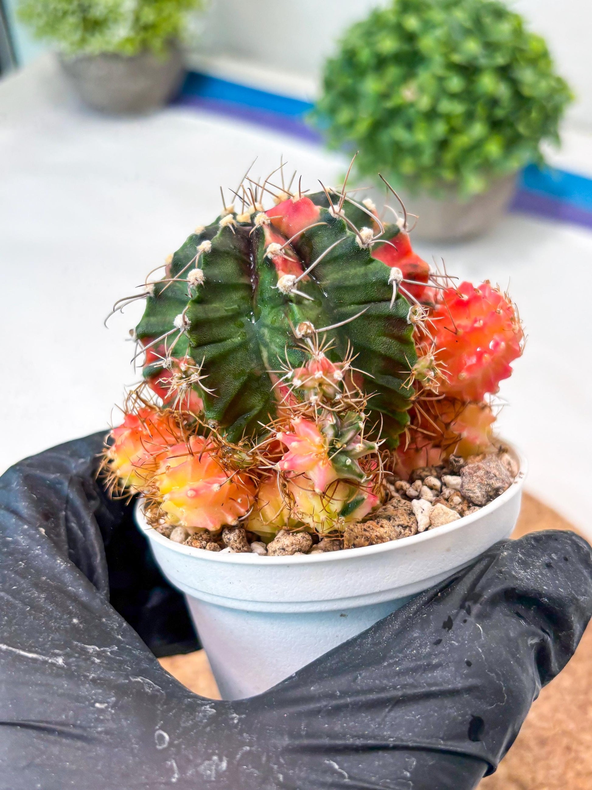 Gymnocalycium "Emerald" (g5) (r1) | Special Hybrid cactus