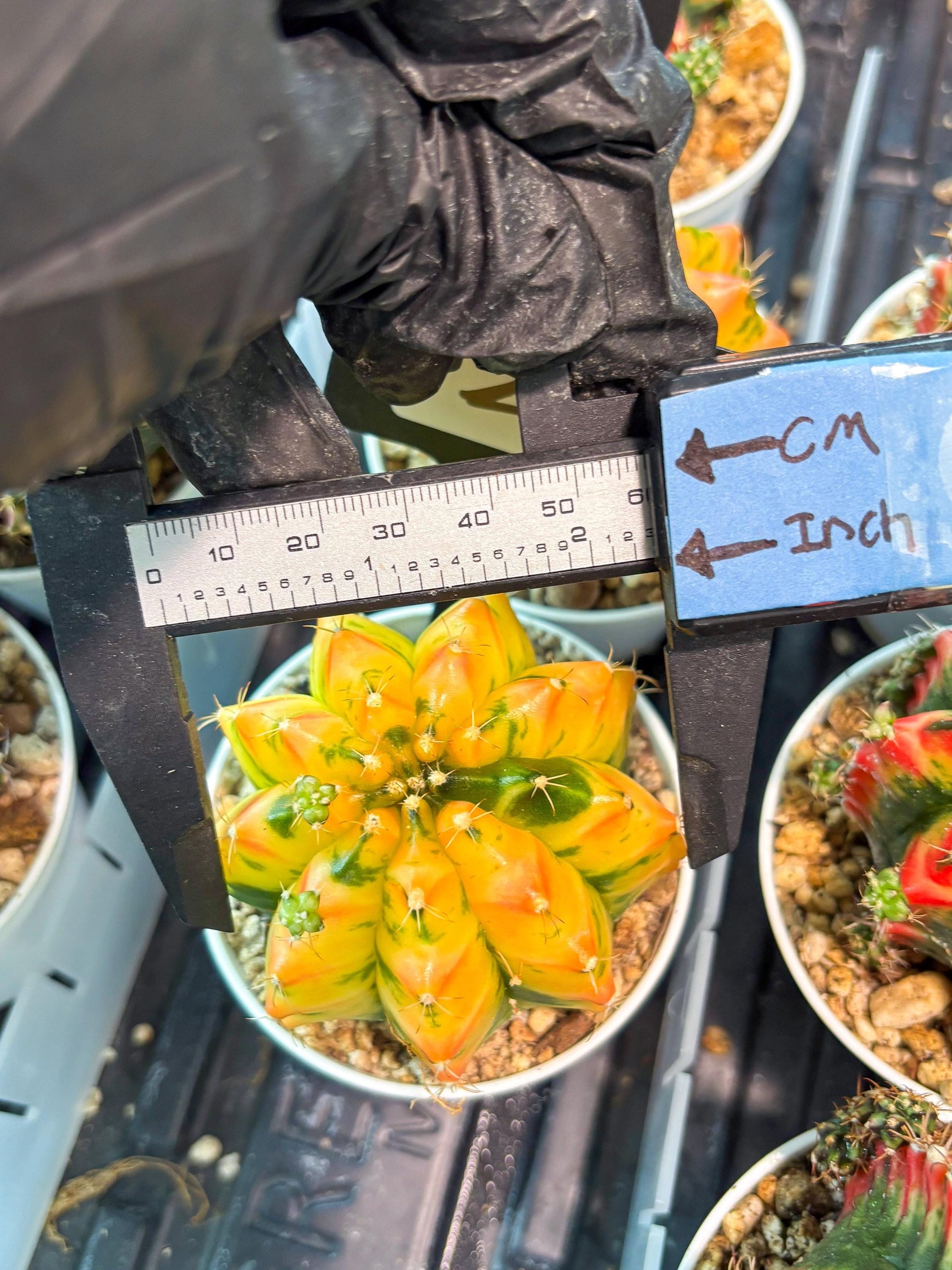 Gymnocalycium "Morning Glory" (g5) (r2) | Special Hybrid cactus