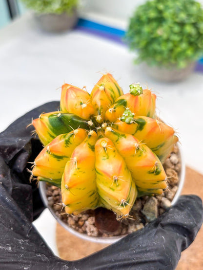 Gymnocalycium "Morning Glory" (g5) (r2) | Special Hybrid cactus