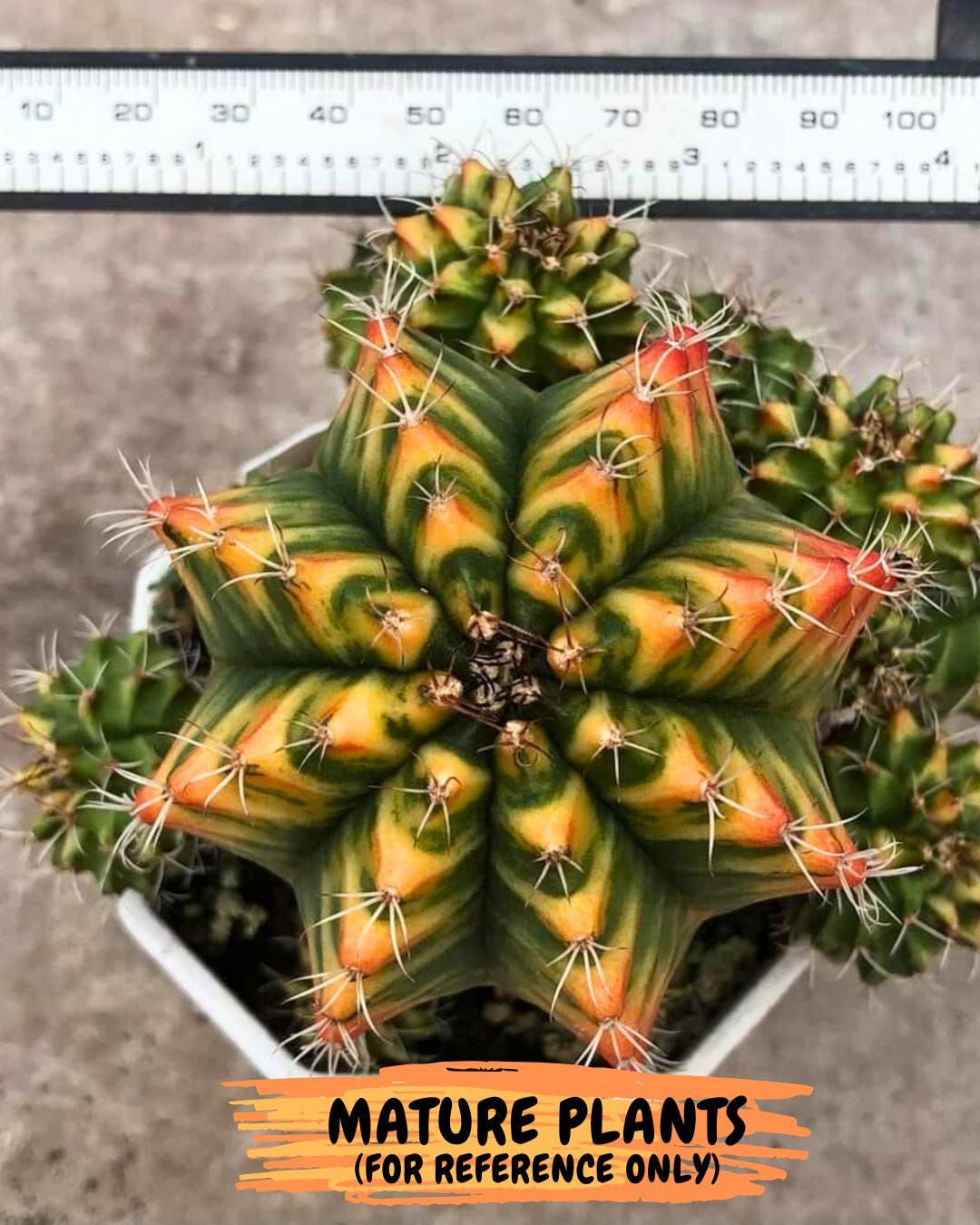 Gymnocalycium Morning Glory (gy23) (10) | Rare Hybrid cactus