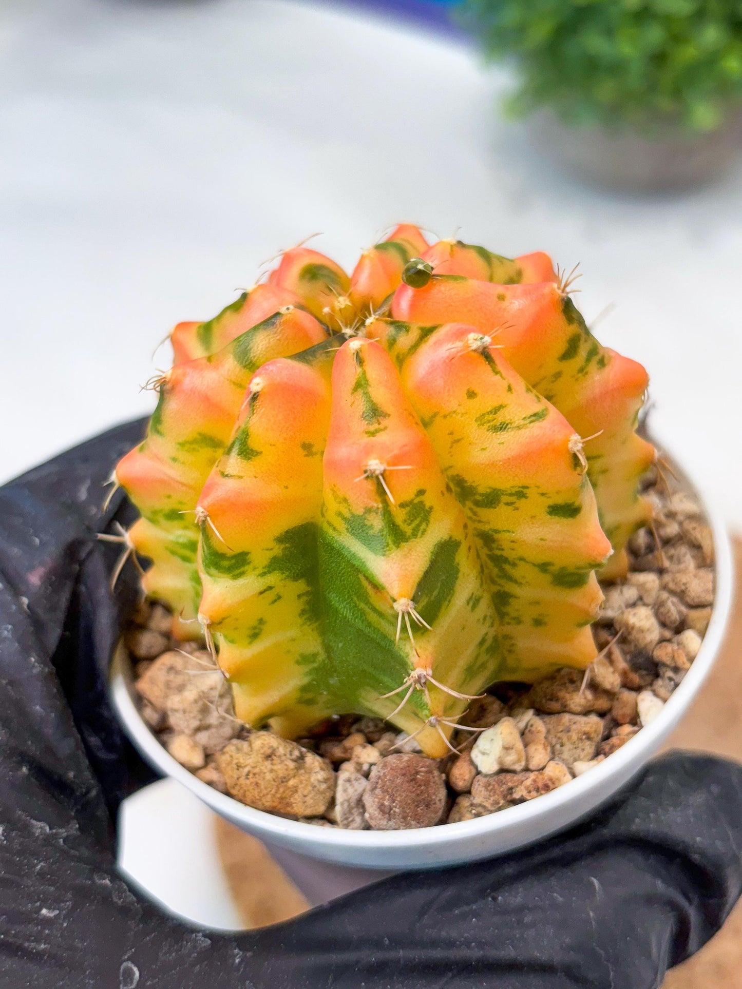 Gymnocalycium "Morning Glory" (g5) (r3) | Special Hybrid cactus