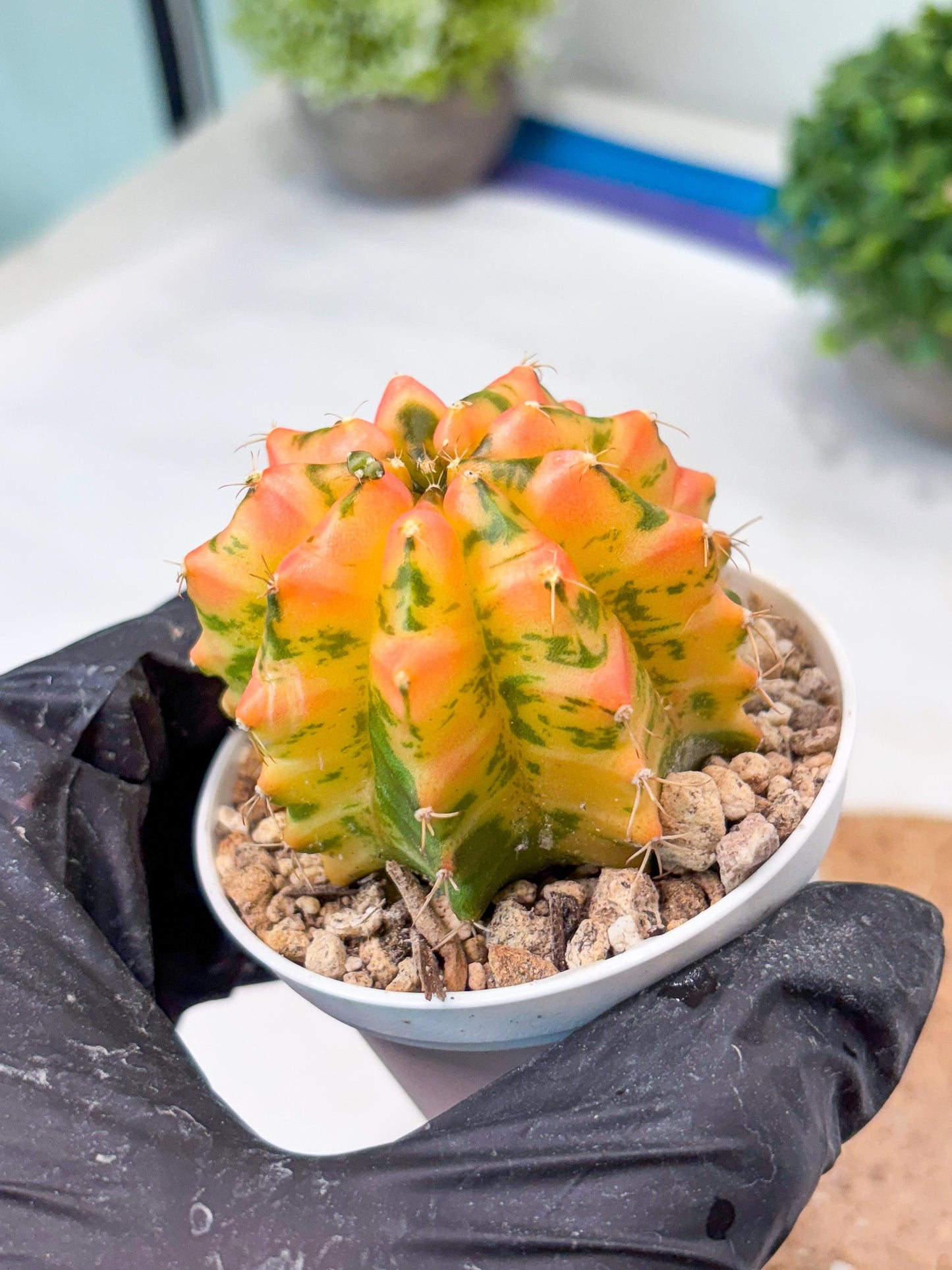 Gymnocalycium "Morning Glory" (g5) (r3) | Special Hybrid cactus