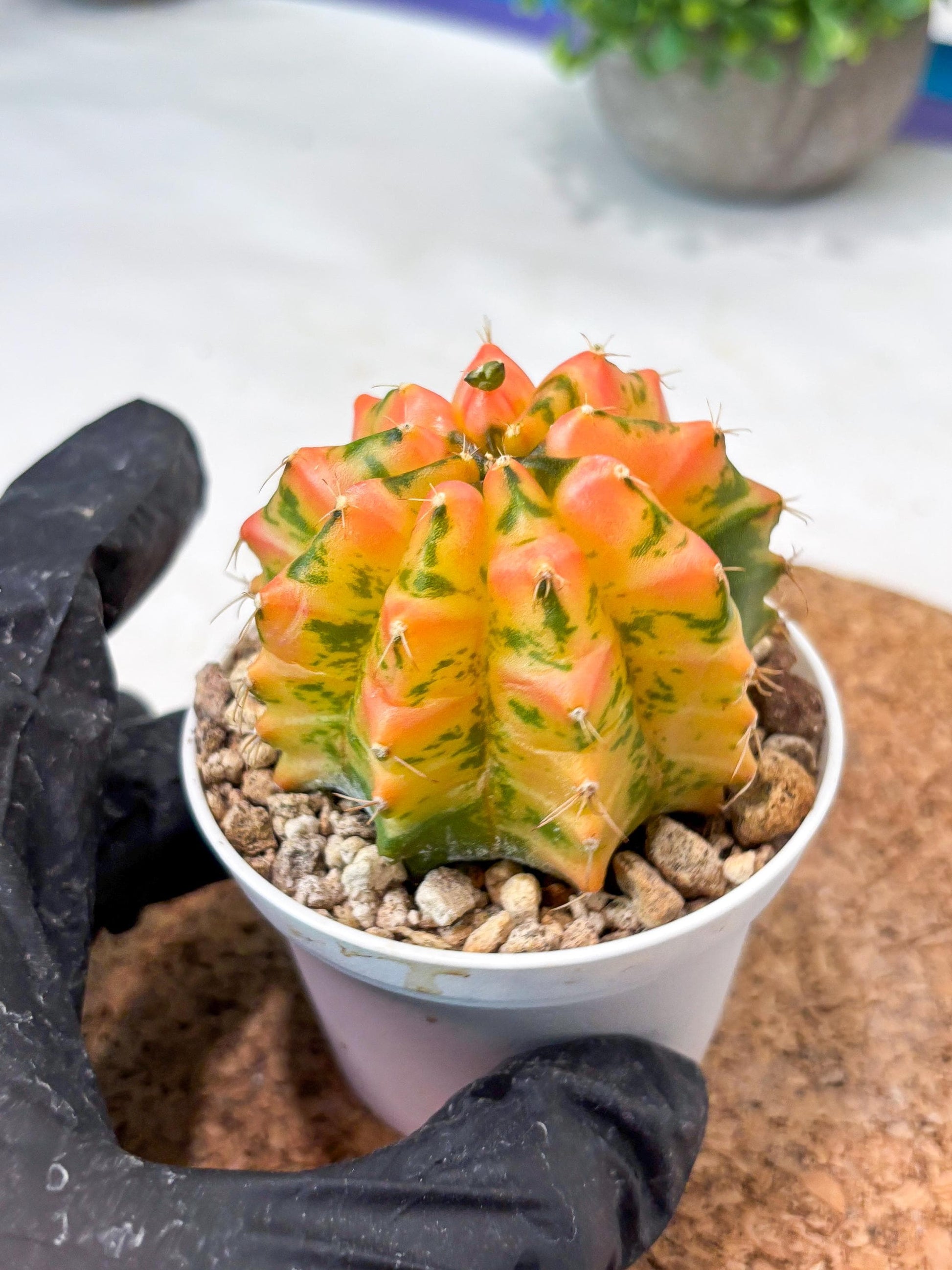 Gymnocalycium "Morning Glory" (g5) (r3) | Special Hybrid cactus