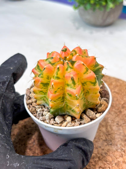 Gymnocalycium "Morning Glory" (g5) (r3) | Special Hybrid cactus