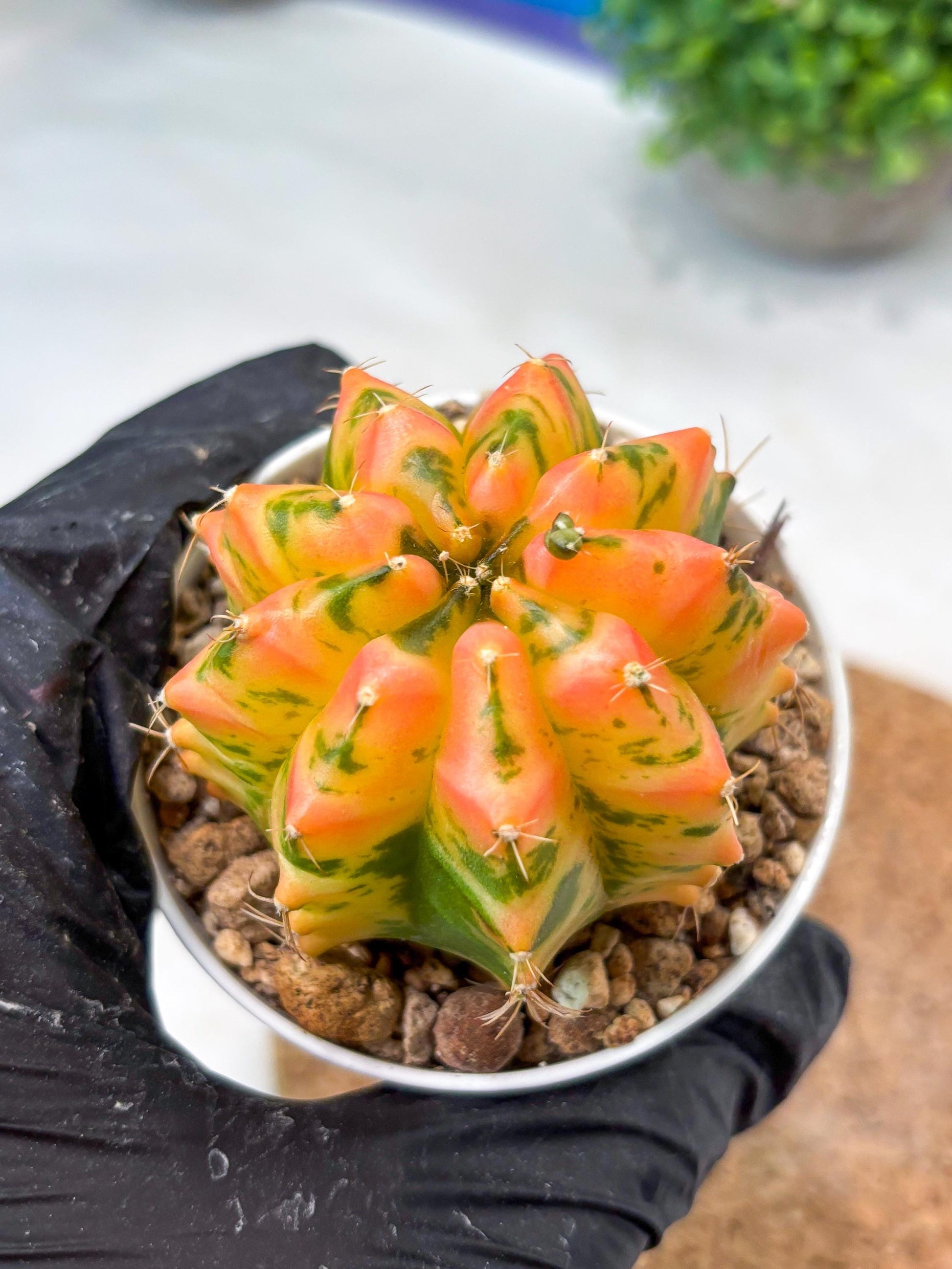 Gymnocalycium "Morning Glory" (g5) (r3) | Special Hybrid cactus