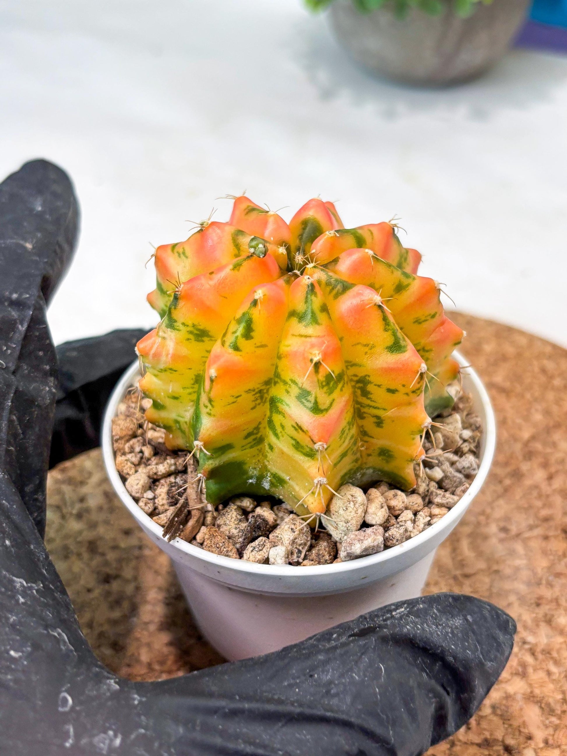 Gymnocalycium "Morning Glory" (g5) (r3) | Special Hybrid cactus