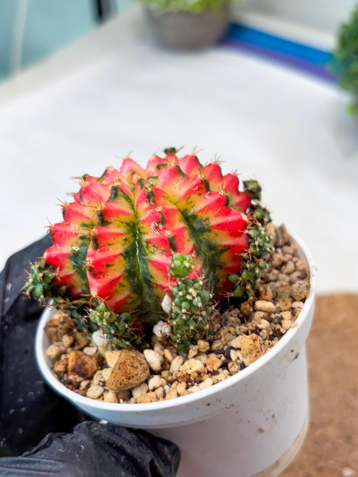 Gymnocalycium "Multicolor" (g5) (r4) | Special Hybrid cactus