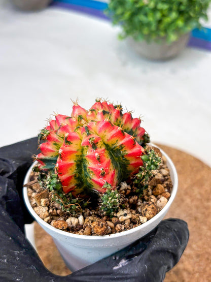 Gymnocalycium "Multicolor" (g5) (r4) | Special Hybrid cactus