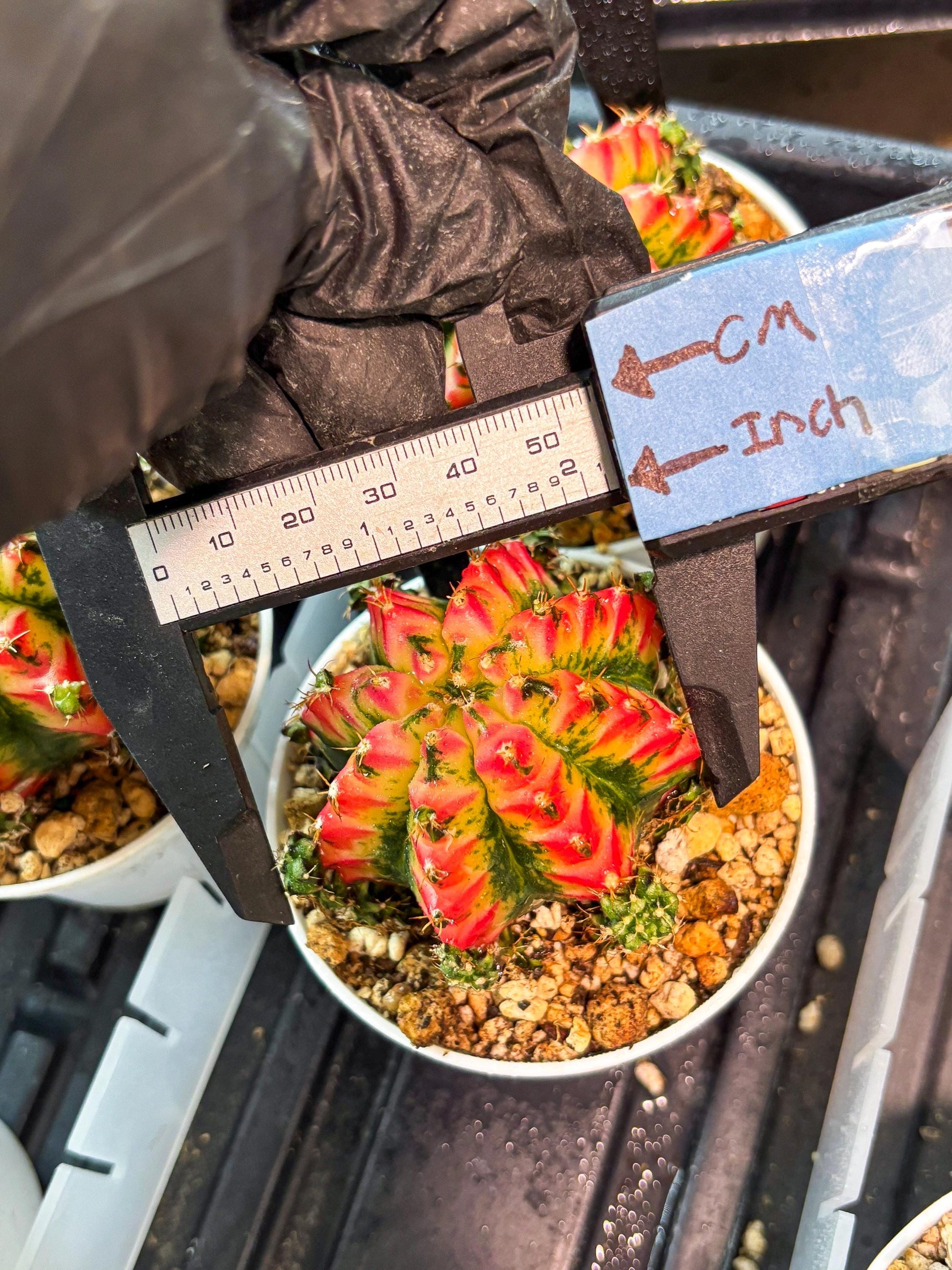 Gymnocalycium "Multicolor" (g5) (r4) | Special Hybrid cactus