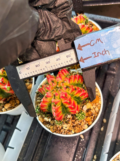 Gymnocalycium "Multicolor" (g5) (r4) | Special Hybrid cactus