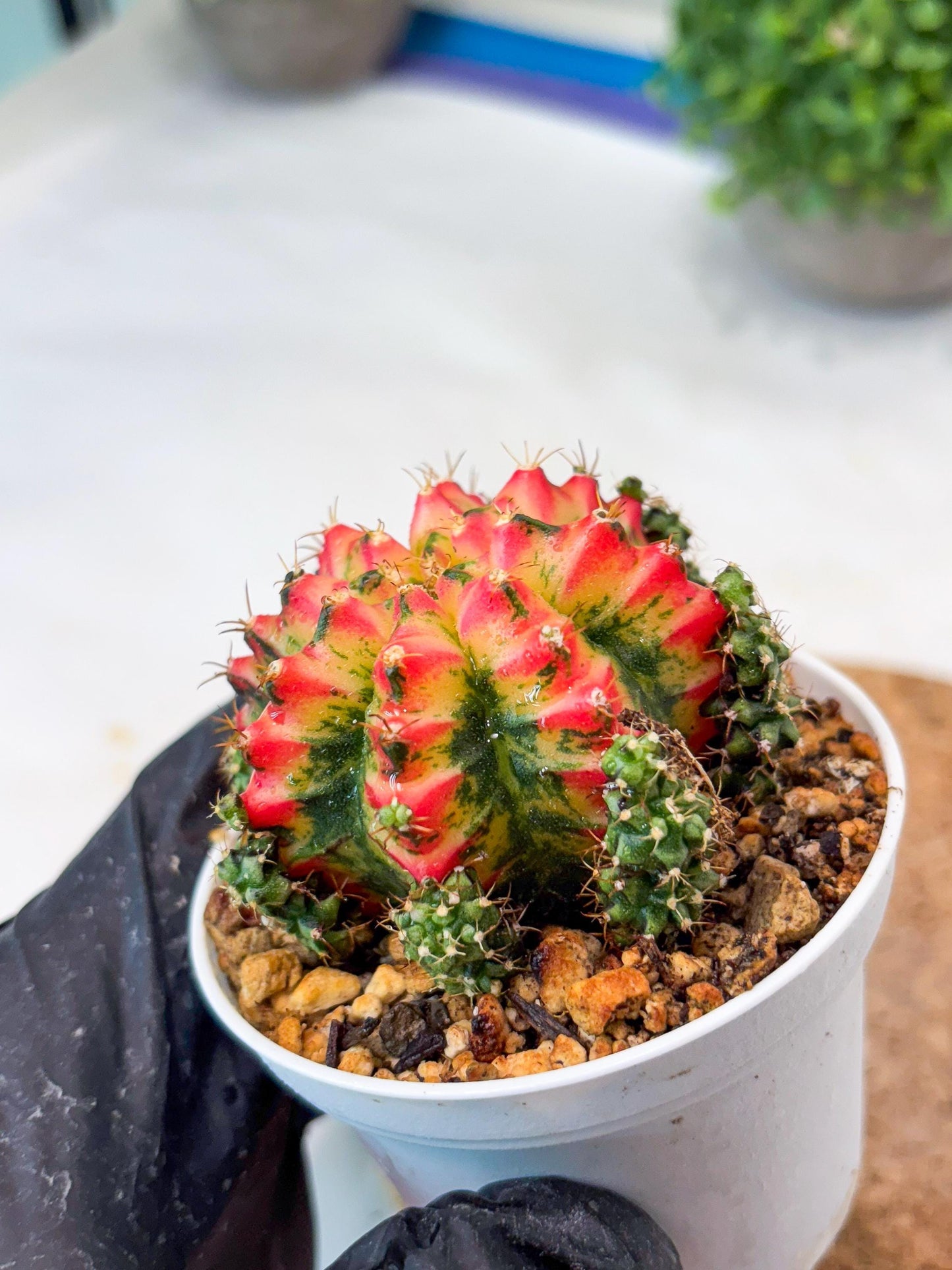 Gymnocalycium "Multicolor" (g5) (r5) | Special Hybrid cactus