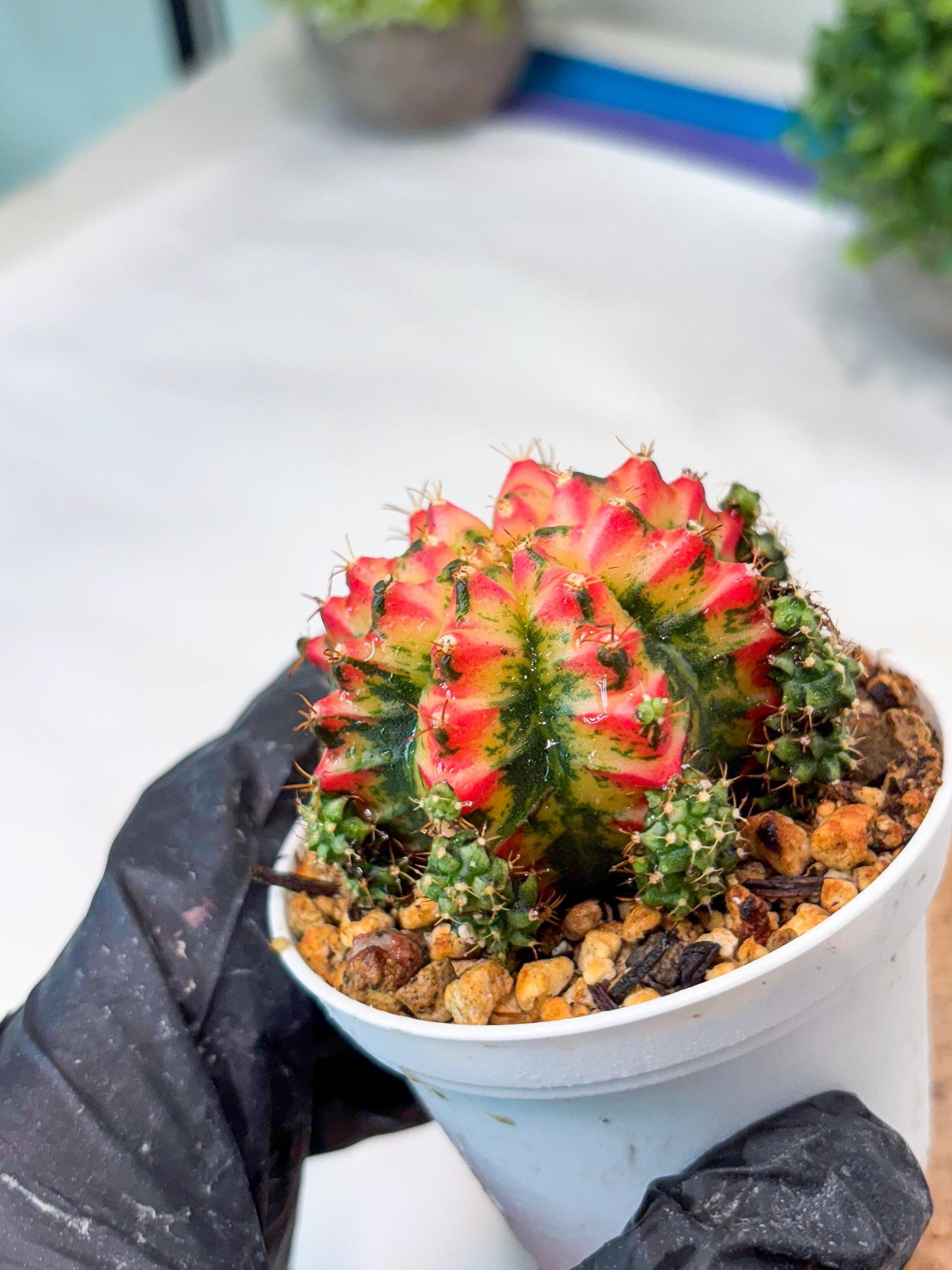 Gymnocalycium "Multicolor" (g5) (r5) | Special Hybrid cactus