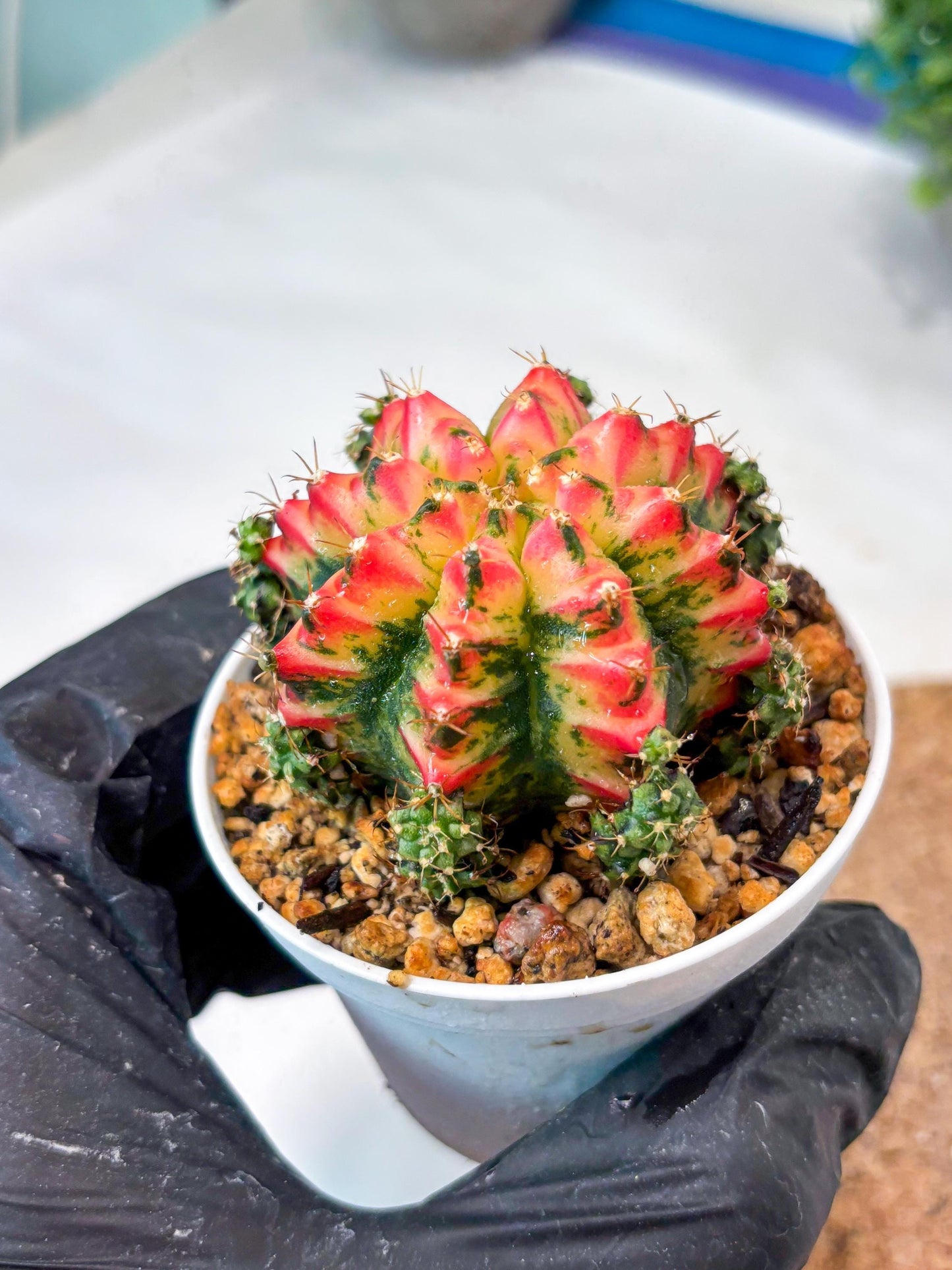 Gymnocalycium "Multicolor" (g5) (r5) | Special Hybrid cactus