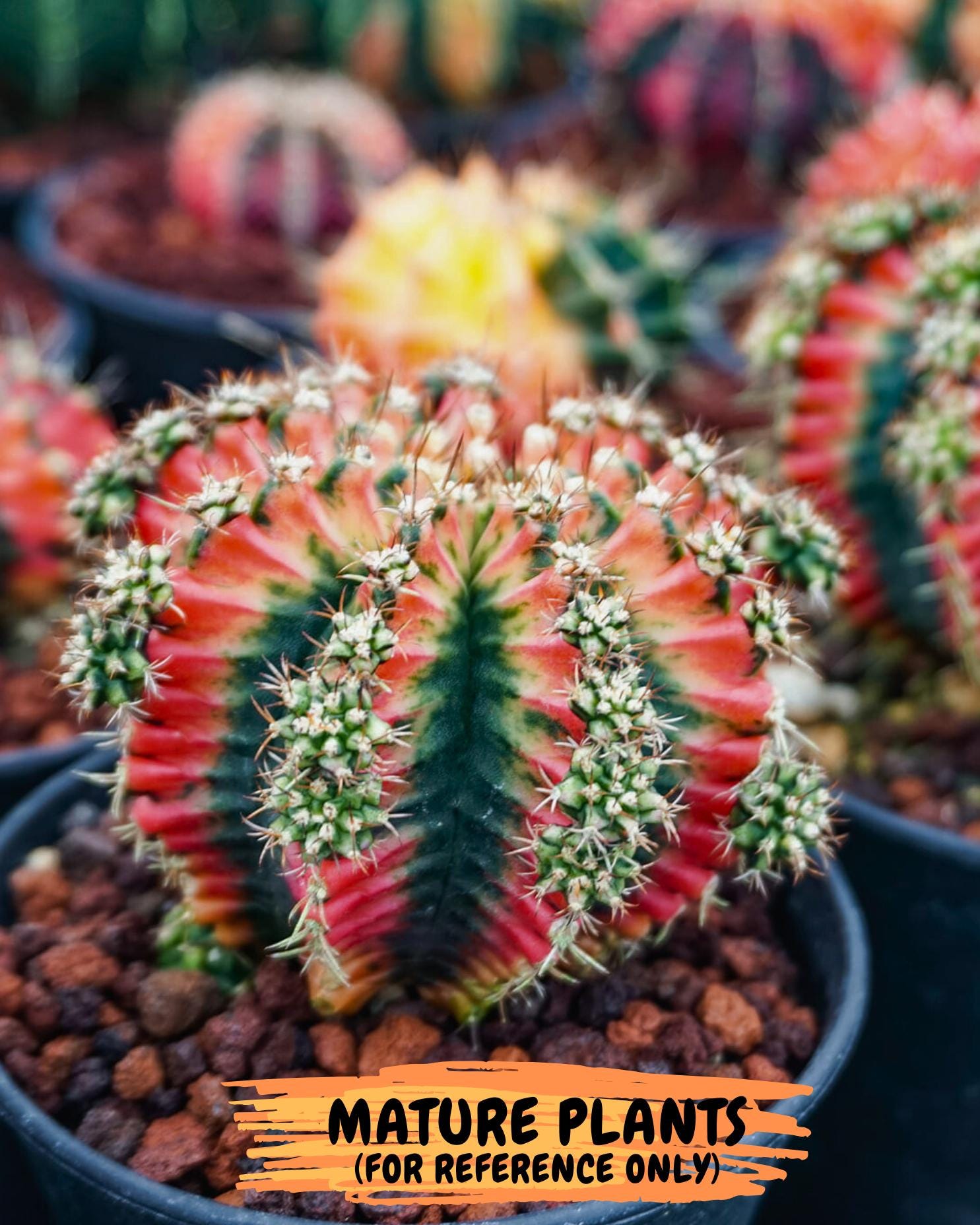 Gymnocalycium "Multicolor" (g5) (r5) | Special Hybrid cactus