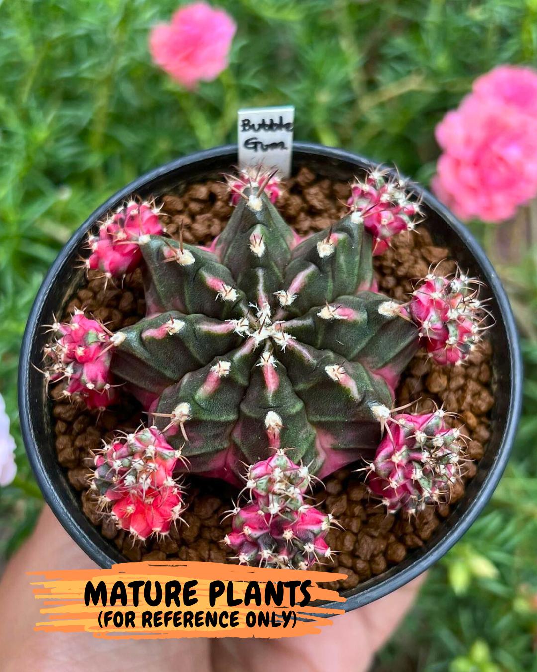 Gymnocalycium "Bubble Gum" (g5) (p2) | Special Hybrid cactus