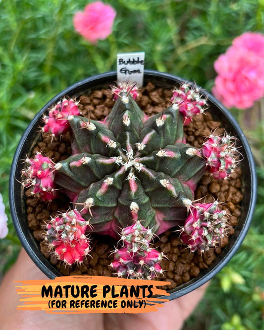 Gymnocalycium "Bubble Gum" (g5) (p2) | Special Hybrid cactus