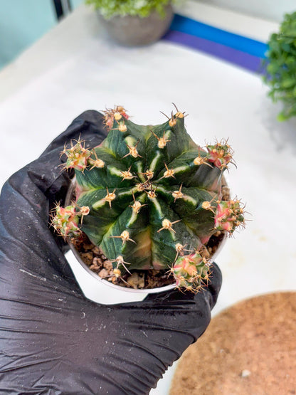 Gymnocalycium "Bubble Gum" (g5) (p2) | Special Hybrid cactus