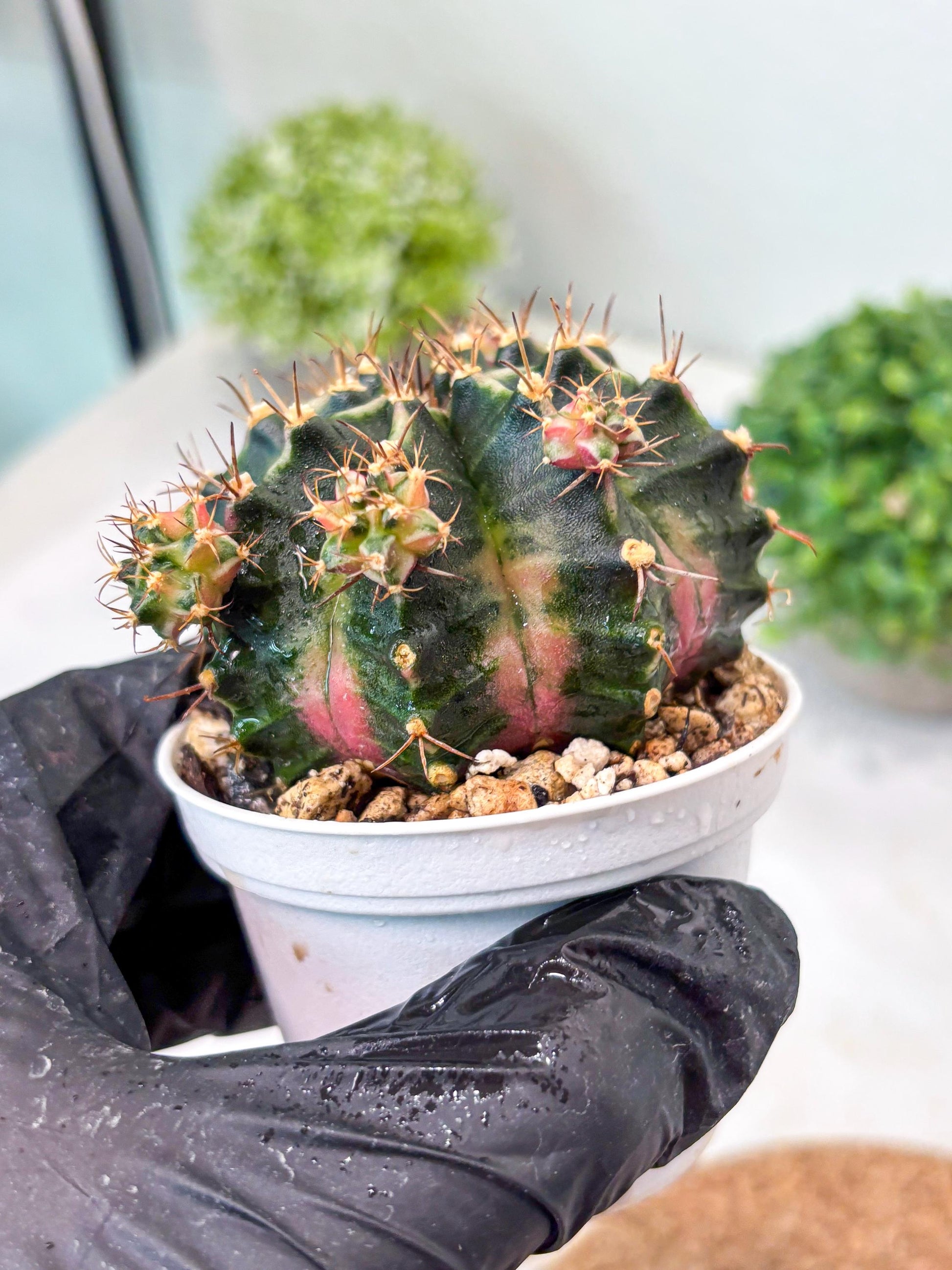 Gymnocalycium "Bubble Gum" (g5) (p2) | Special Hybrid cactus