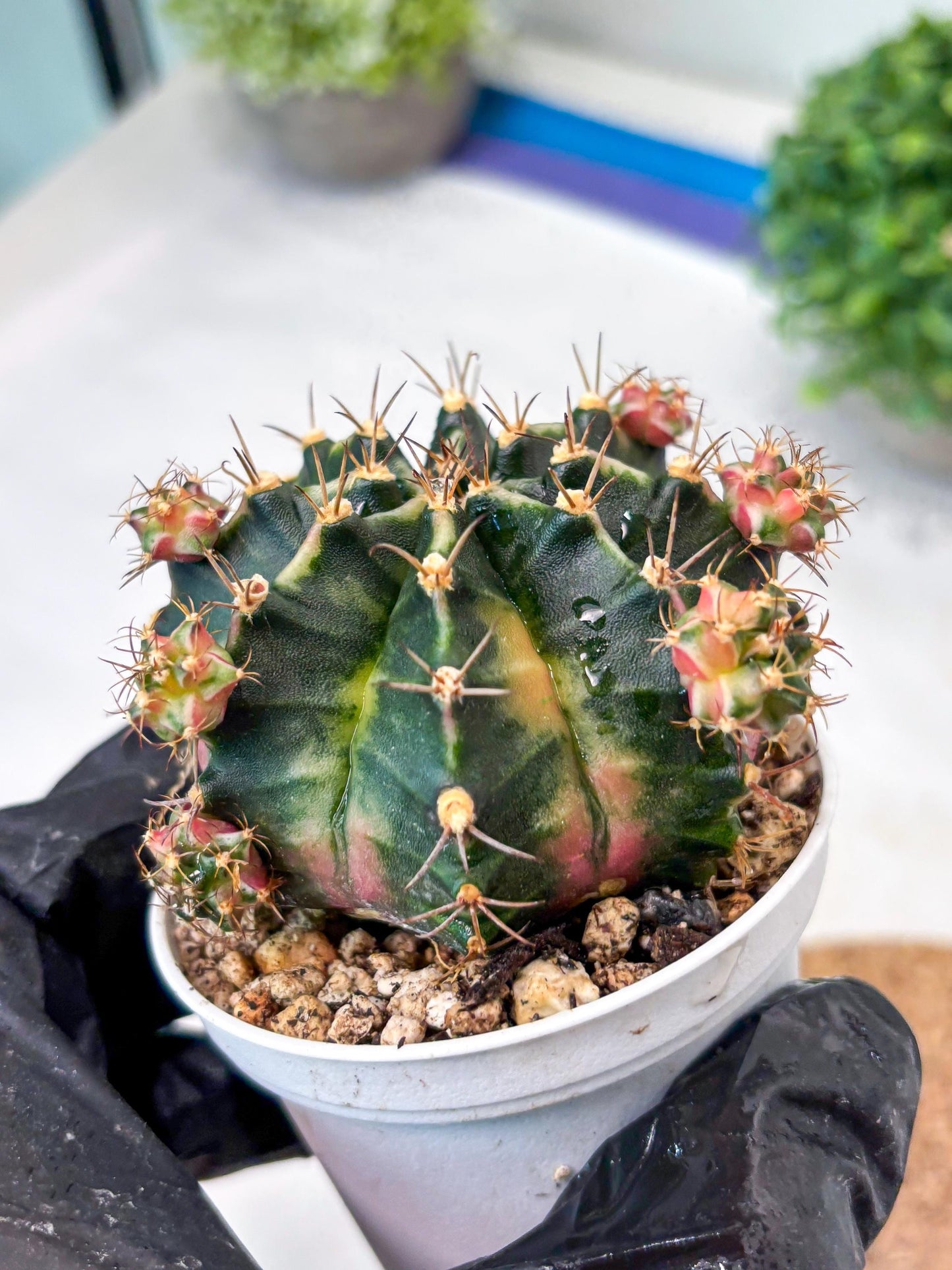 Gymnocalycium "Bubble Gum" (g5) (p2) | Special Hybrid cactus