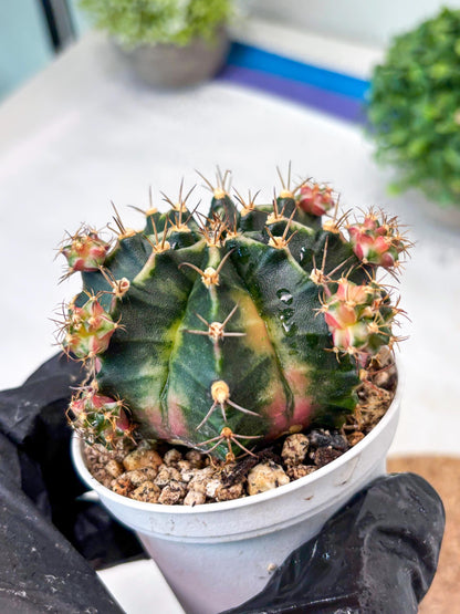 Gymnocalycium "Bubble Gum" (g5) (p2) | Special Hybrid cactus