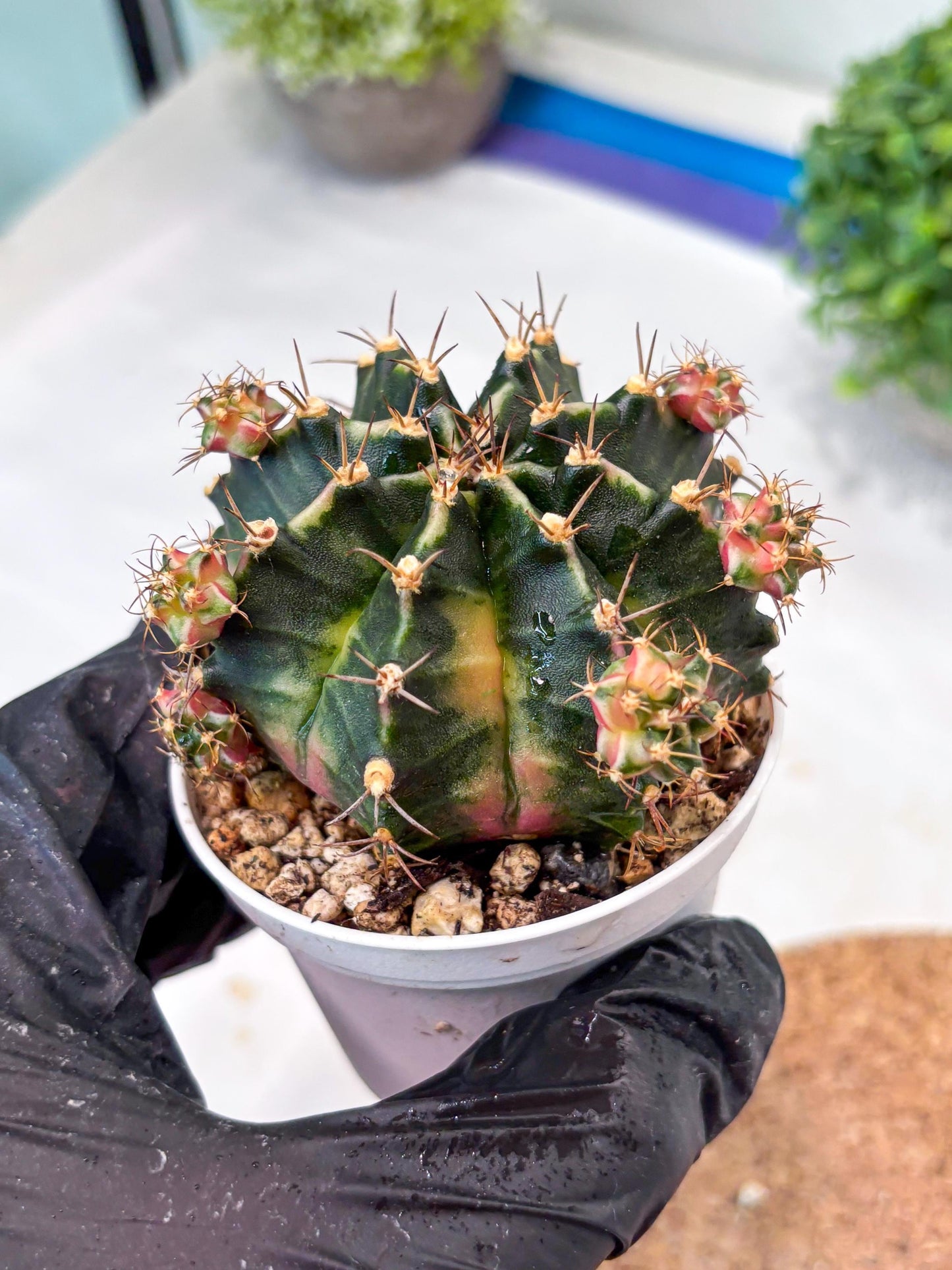 Gymnocalycium "Bubble Gum" (g5) (p2) | Special Hybrid cactus