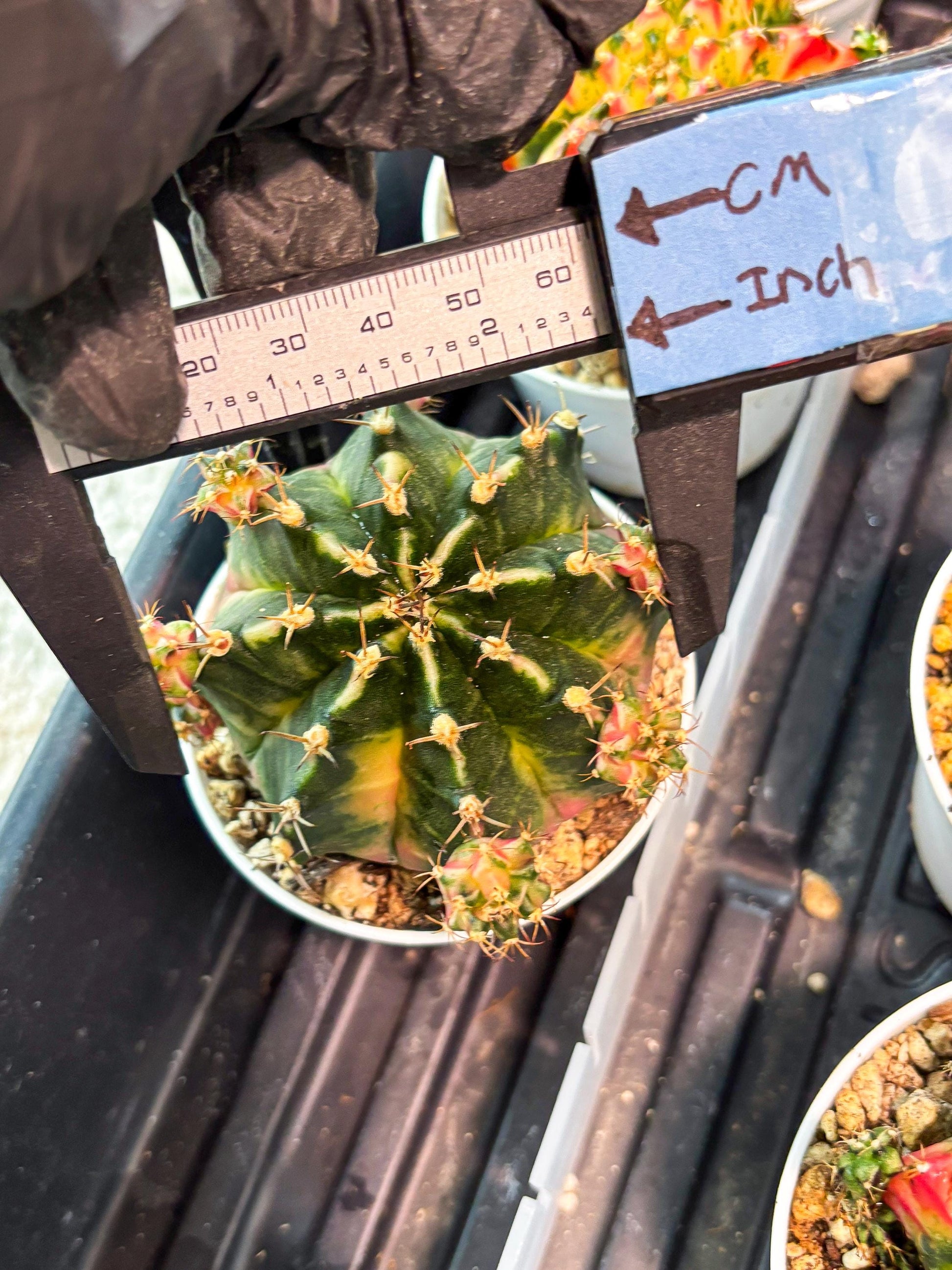 Gymnocalycium "Bubble Gum" (g5) (p2) | Special Hybrid cactus