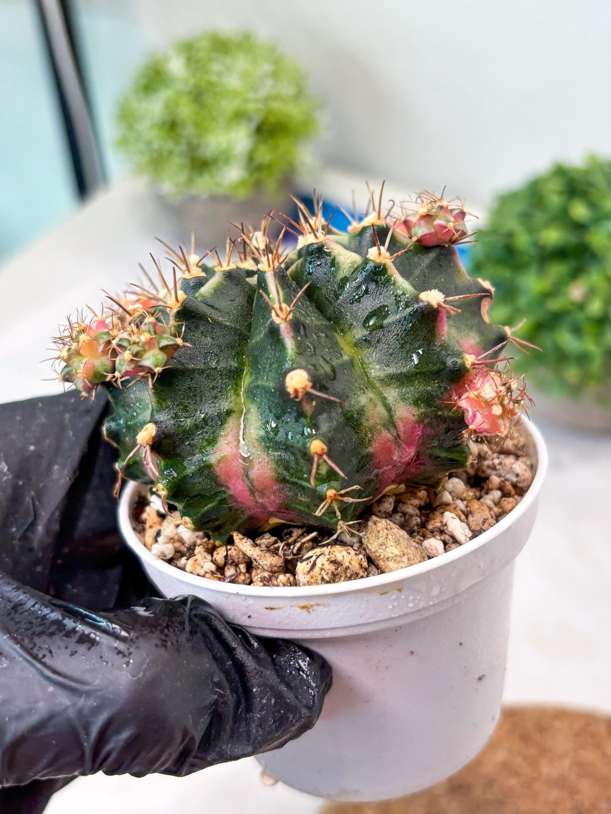 Gymnocalycium "Bubble Gum" (g5) (p2) | Special Hybrid cactus