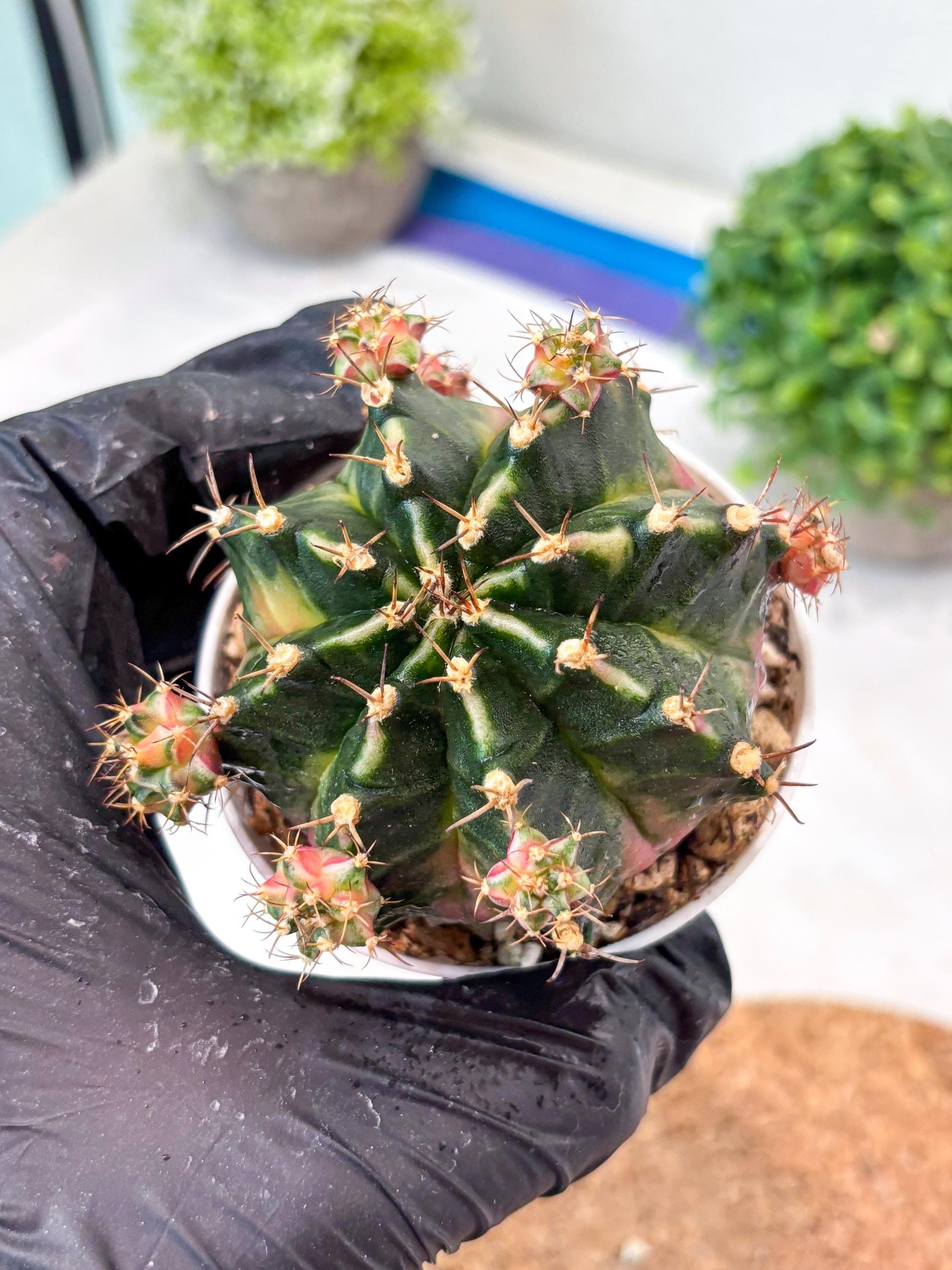 Gymnocalycium "Bubble Gum" (g5) (p2) | Special Hybrid cactus
