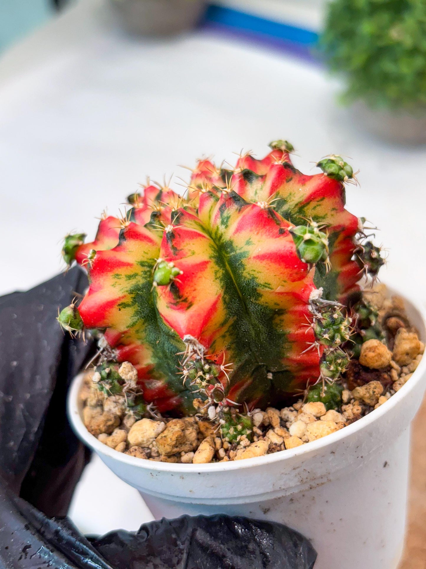 Gymnocalycium "Multicolor" (g5) (p3) | Special Hybrid cactus