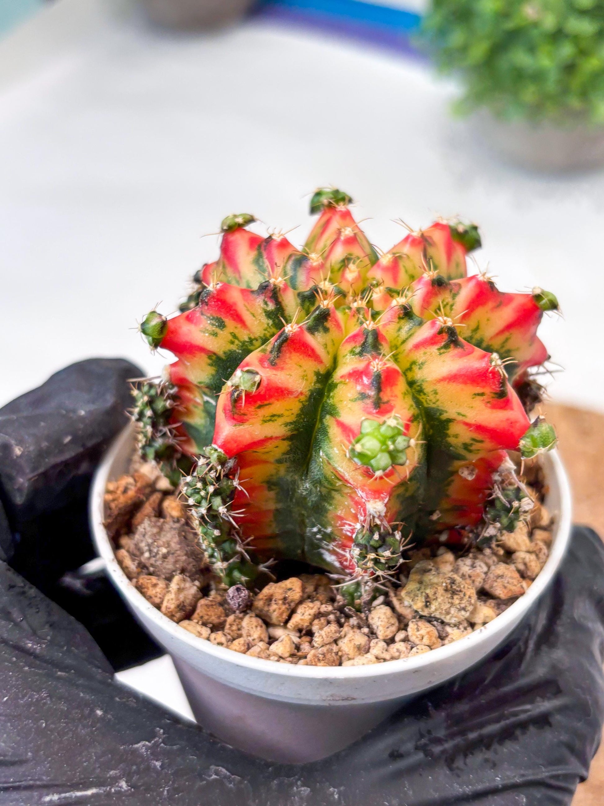 Gymnocalycium "Multicolor" (g5) (p3) | Special Hybrid cactus