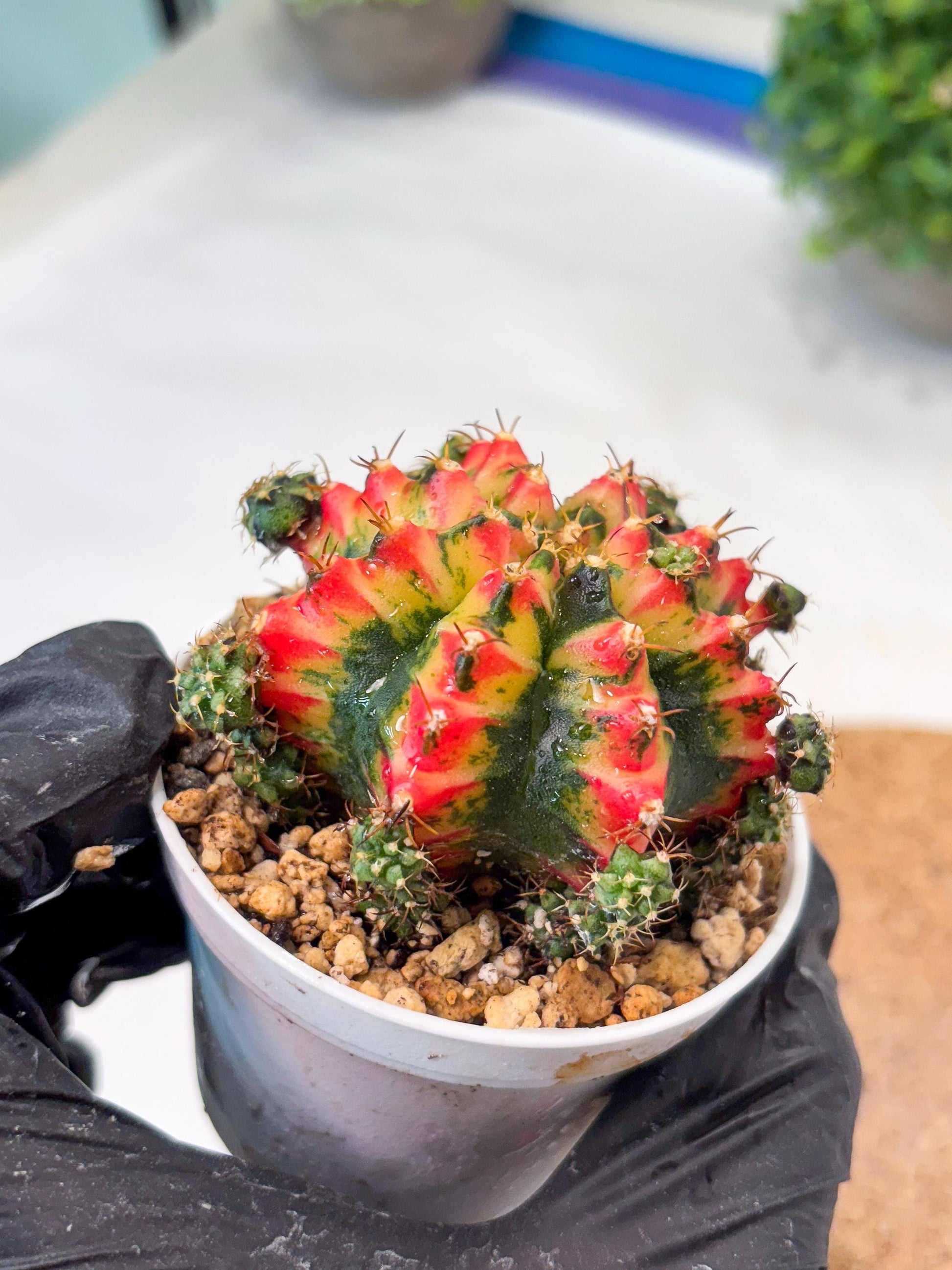 Gymnocalycium "Multicolor" (g5) (p4) | Special Hybrid cactus