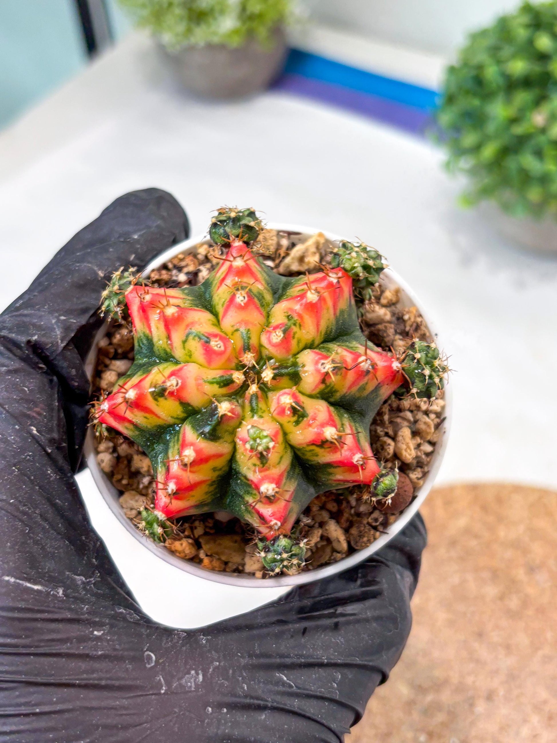 Gymnocalycium "Multicolor" (g5) (p4) | Special Hybrid cactus