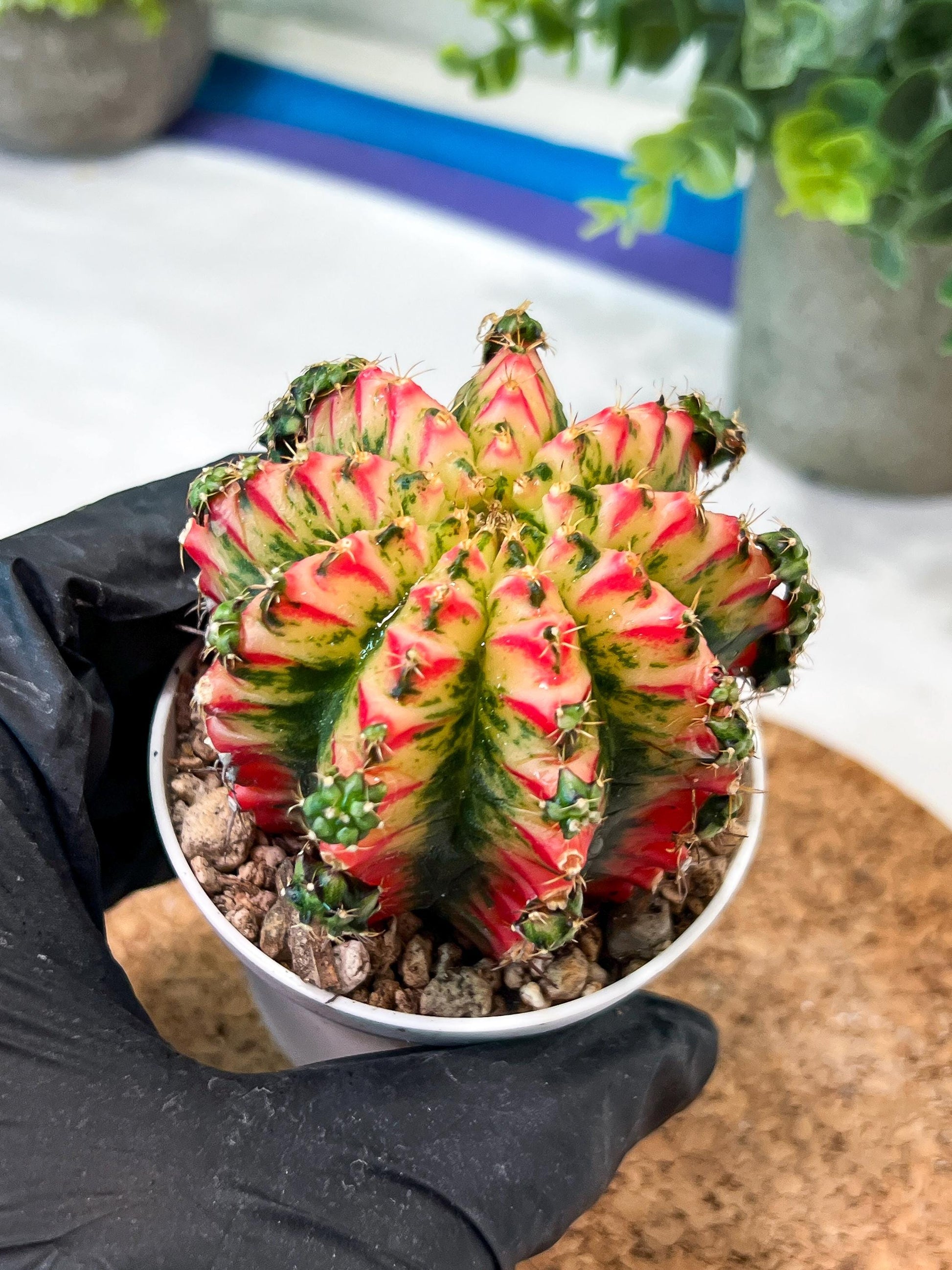 Gymnocalycium "Multicolor" (g2) (o1) | Special Hybrid cactus