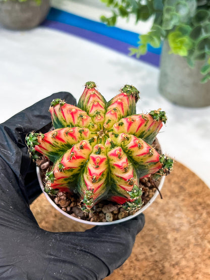 Gymnocalycium "Multicolor" (g2) (o1) | Special Hybrid cactus