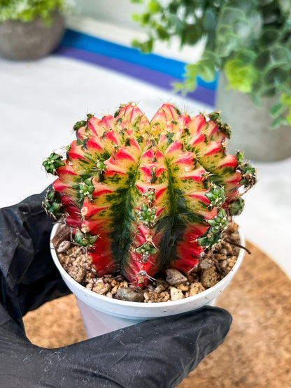 Gymnocalycium "Multicolor" (g2) (o1) | Special Hybrid cactus