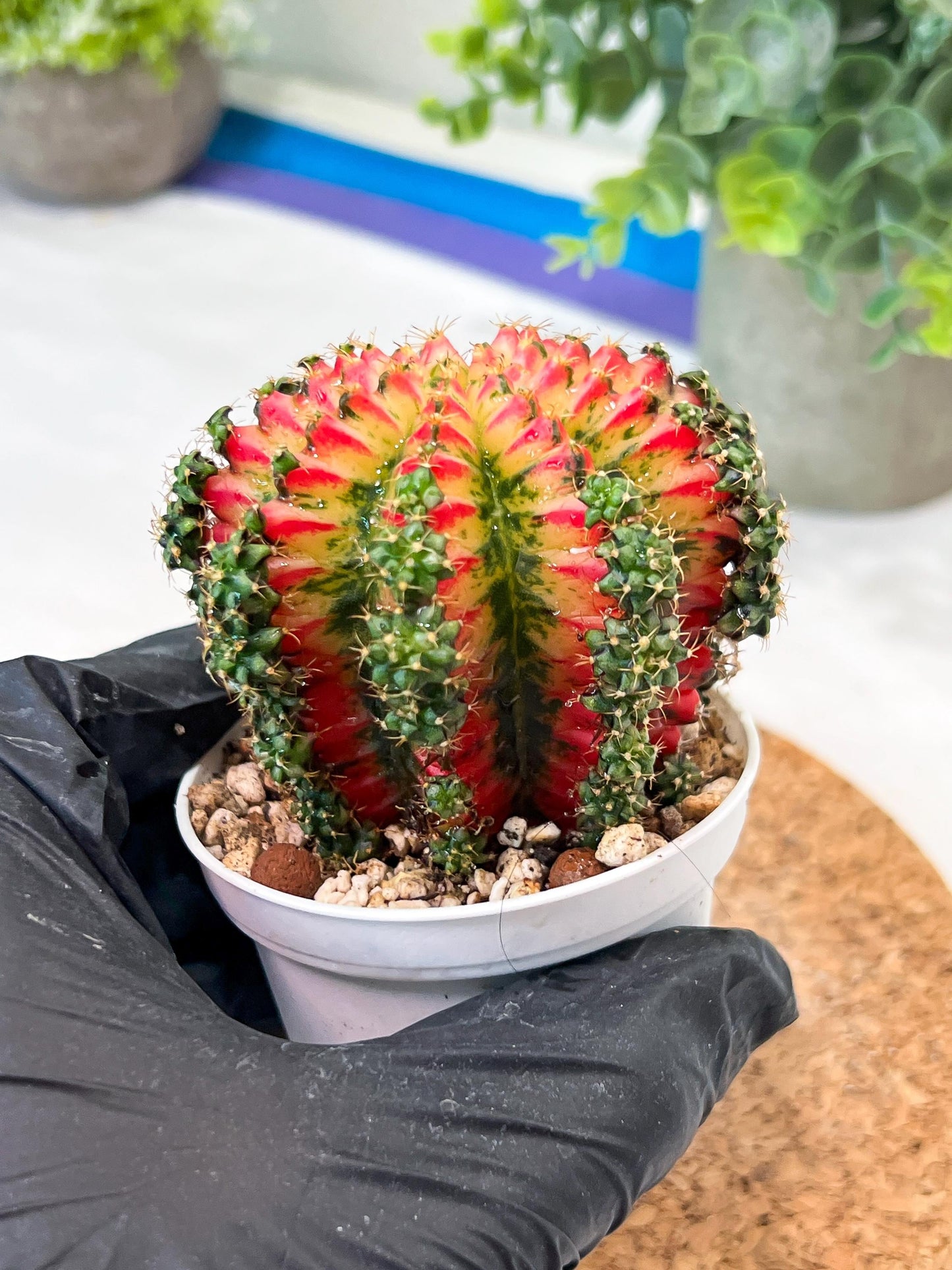 Gymnocalycium "Multicolor" (g2) (o2) | Special Hybrid cactus