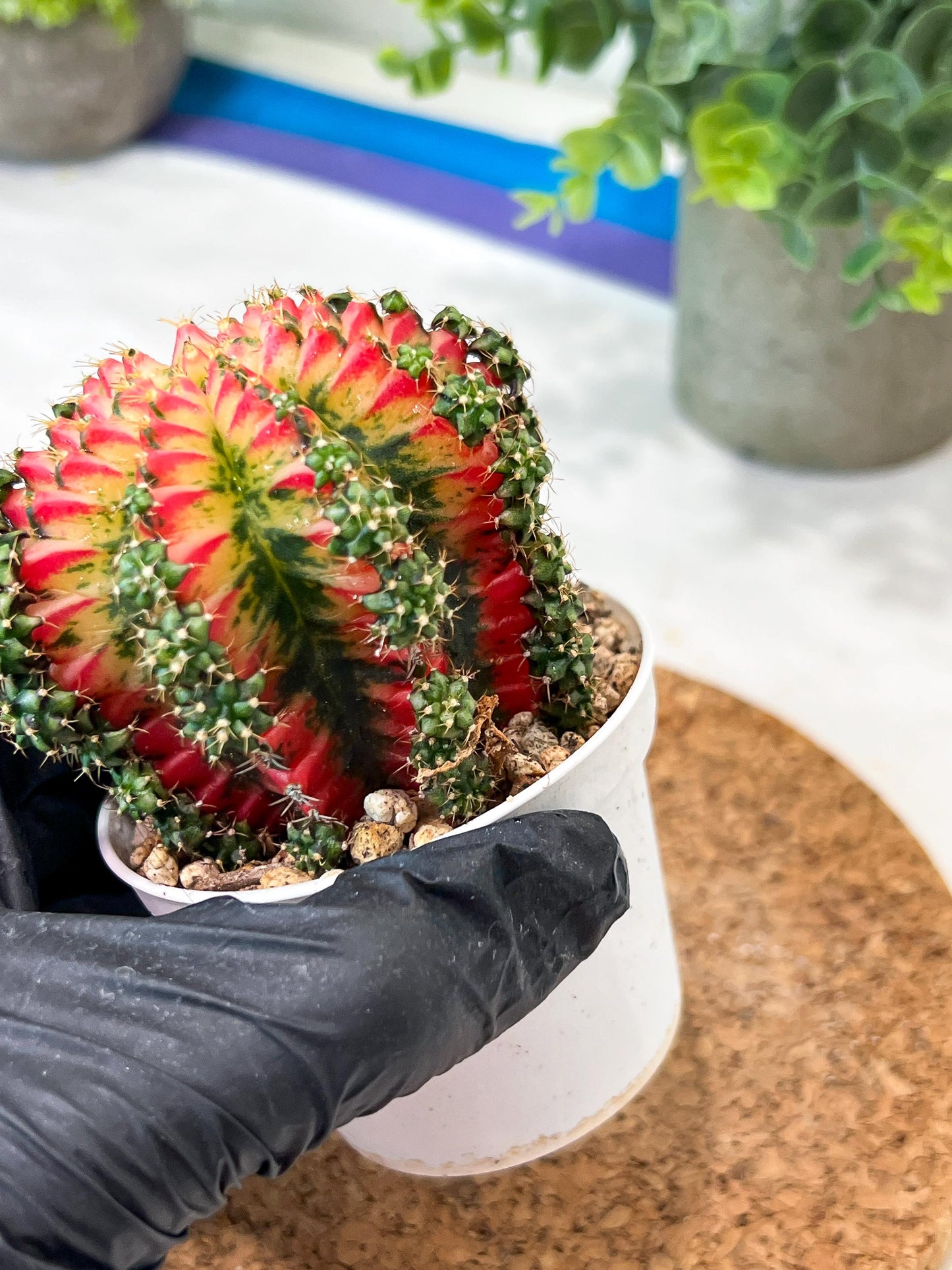 Gymnocalycium "Multicolor" (g2) (o2) | Special Hybrid cactus