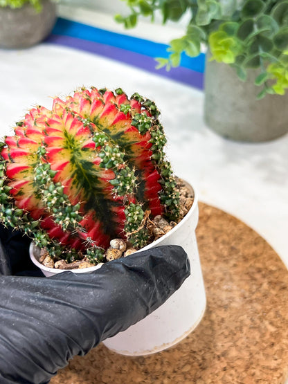 Gymnocalycium "Multicolor" (g2) (o2) | Special Hybrid cactus