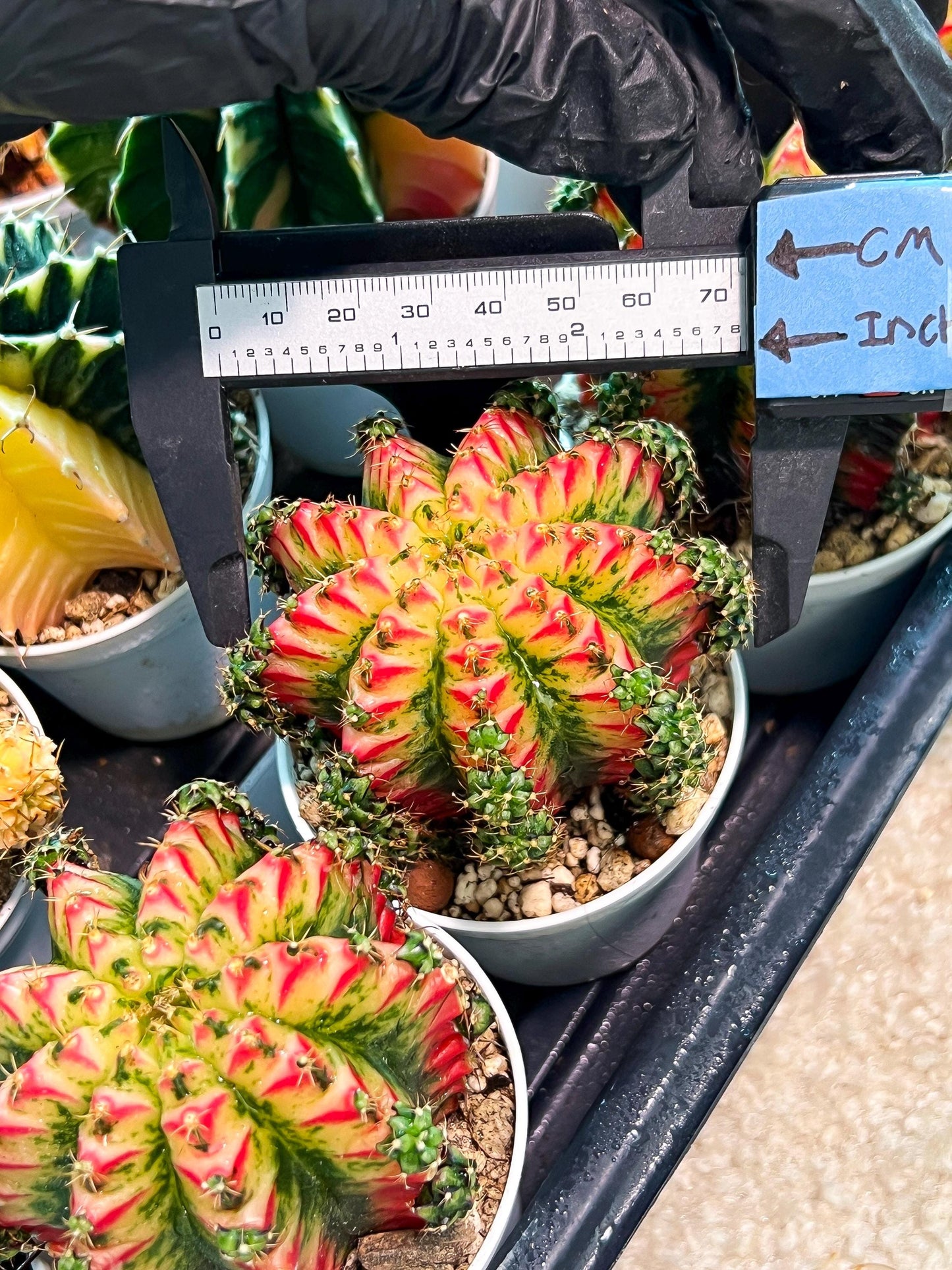 Gymnocalycium "Multicolor" (g2) (o2) | Special Hybrid cactus