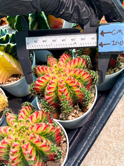 Gymnocalycium "Multicolor" (g2) (o2) | Special Hybrid cactus