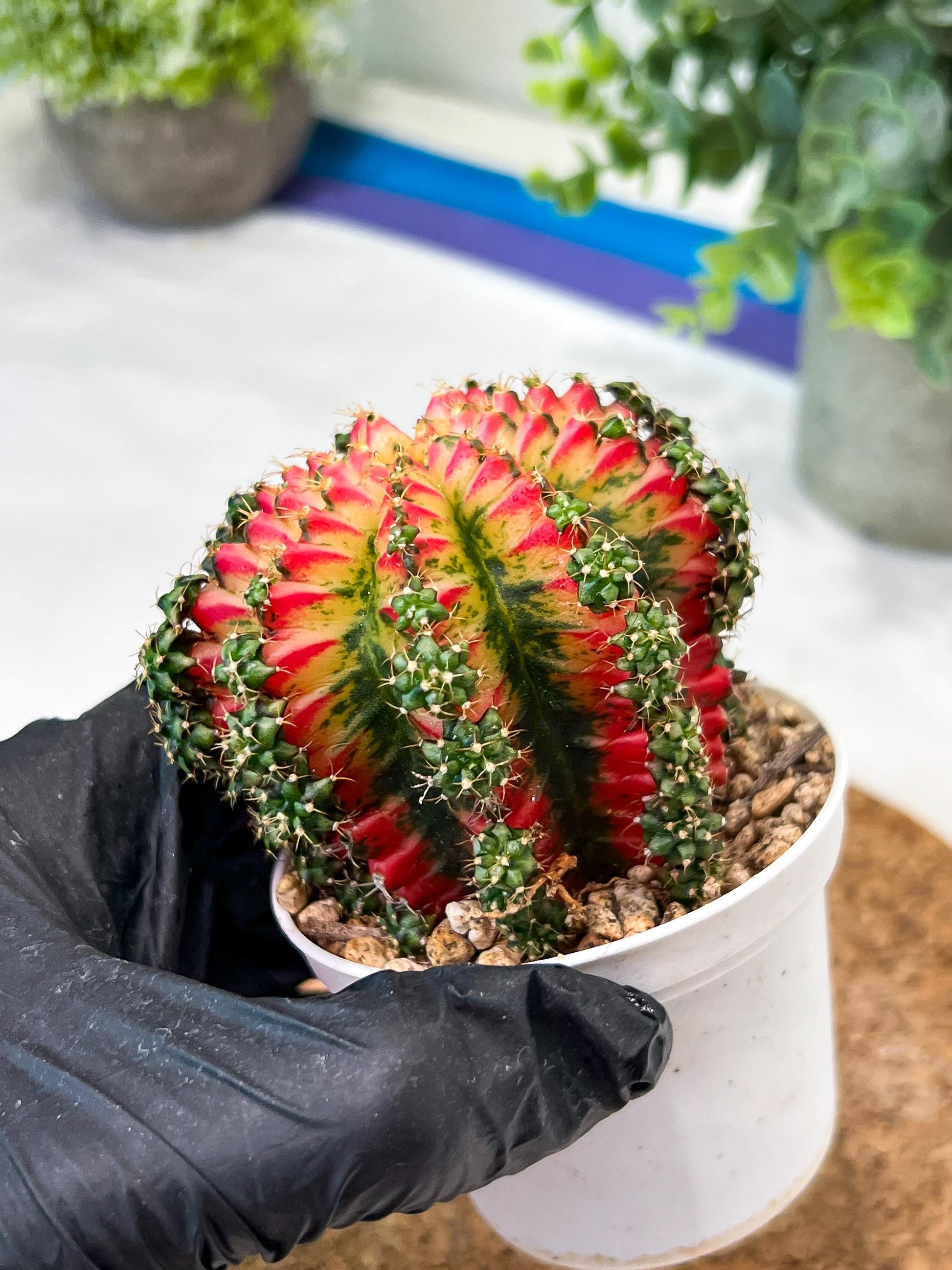 Gymnocalycium "Multicolor" (g2) (o2) | Special Hybrid cactus