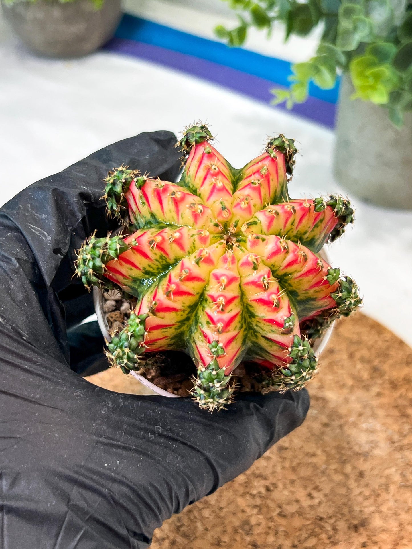 Gymnocalycium "Multicolor" (g2) (o2) | Special Hybrid cactus