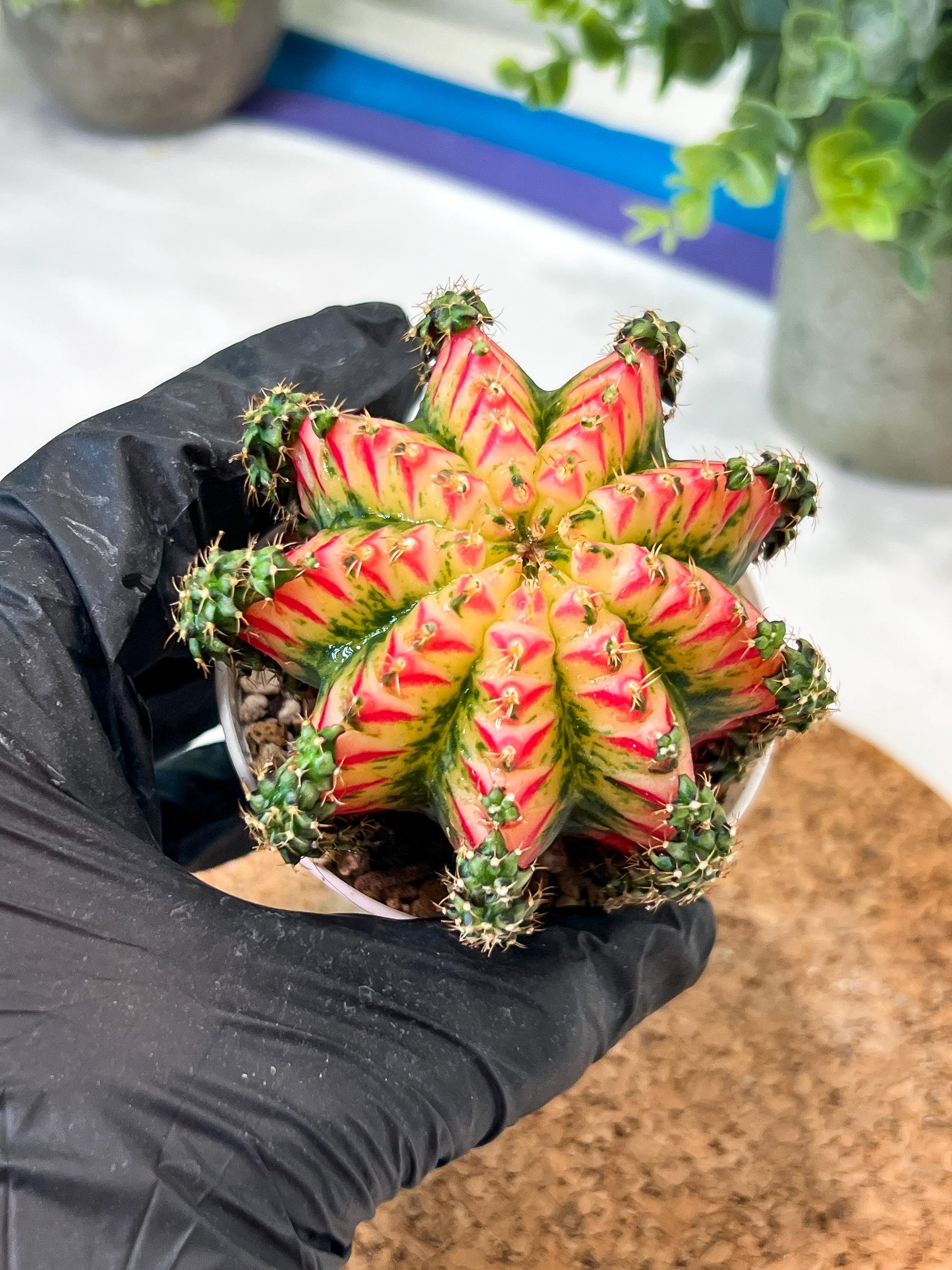 Gymnocalycium "Multicolor" (g2) (o2) | Special Hybrid cactus