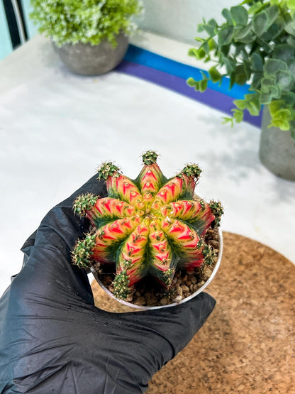 Gymnocalycium "Multicolor" (g2) (o3) | Special Hybrid cactus