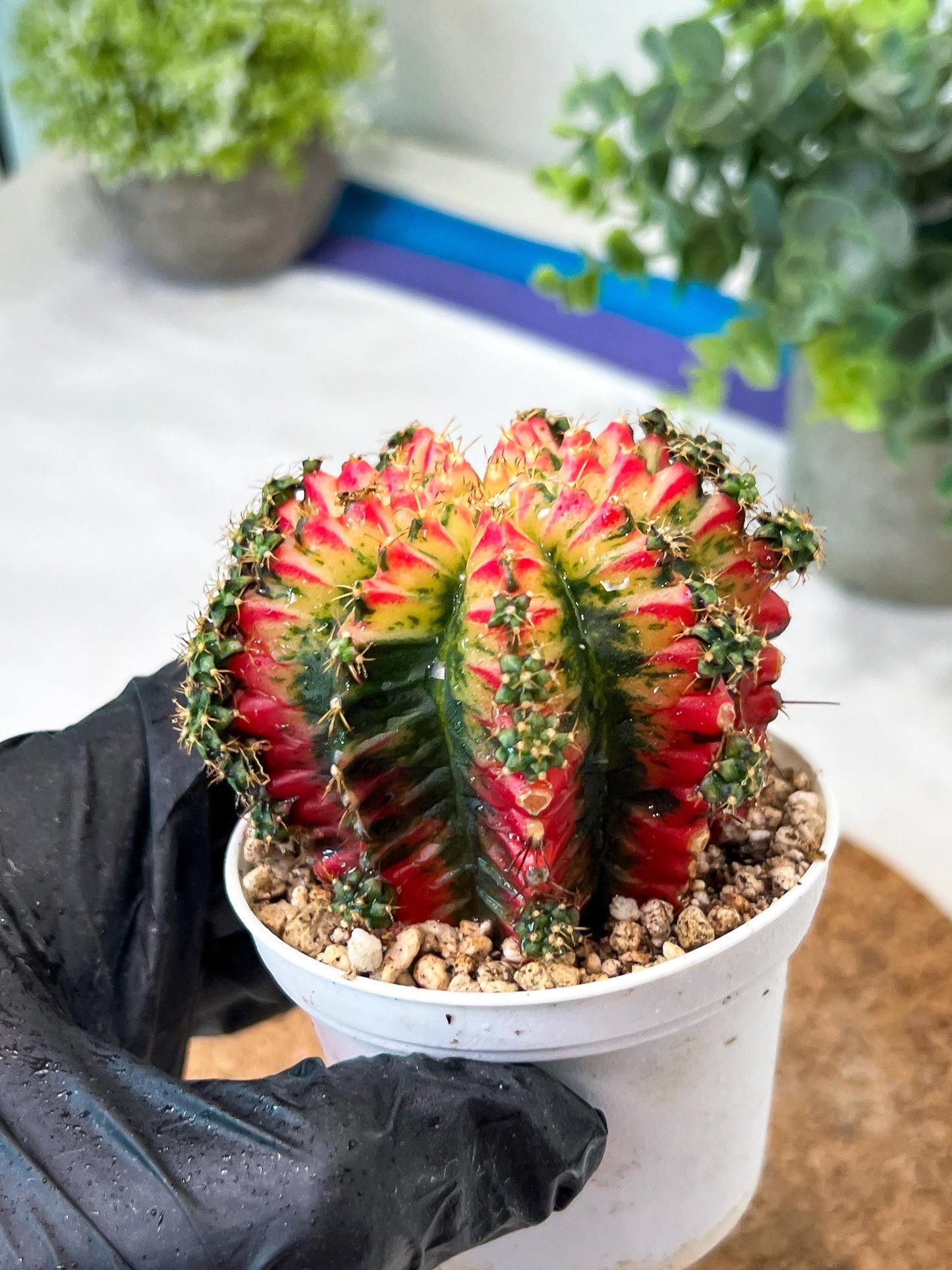 Gymnocalycium "Multicolor" (g2) (o3) | Special Hybrid cactus